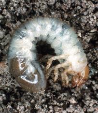 Příklad larvy skarabea