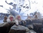 Macaco giapponese selvatico (scimmia della neve) scende dalla montagna durante il giorno, avendo imparato a fare il bagno in inverno a Jigokudani Onsen, prefettura di Nagano, Giappone. Si crede che l'abitudine di fare il bagno e riscaldare il corpo del macaco giapponese venga fatta solo in questa particolare area e che venga insegnata alle generazioni successive.
