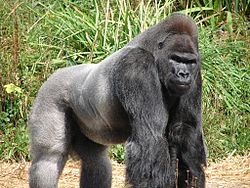 A força dos braços é a principal defesa do gorila contra os predadores.