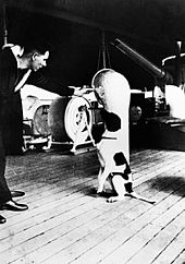 Джуди е била корабно куче на HMS Gnat и HMS Grasshopper.  