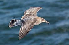Young herring gull in fast flight