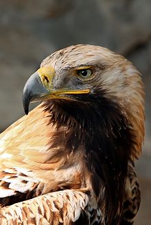 Un águila imperial oriental