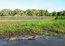 Crocodil de apă dulce pe apele galbene.  