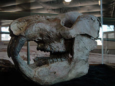 Отливка на черепа на Kayentatherium. Дължината на черепа му е около 10 см (4 инча).