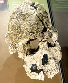 Kenyanthropus platyops