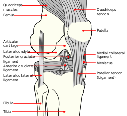 Diagrama de um joelho