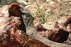 Jovem dragão Komodo em Rinca comendo um búfalo de água morta