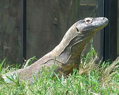 Komodský drak ve Smithsonian National Zoological Park.
