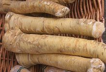Seções de raízes da planta de rábano silvestre