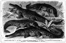 Crocodile forms (historical representation from 1907)