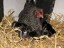 Mother hen with day old chick