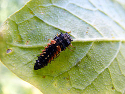 Larva Ladybeetle terlihat seperti serangga dewasa yang aneh