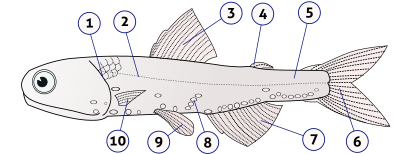 De anatomie van Lampanyctodes hectoris 1. operculum (kieuwdeksel) 2 & 5. zijlijn 3. rugvin 4 vetvin 6. staartvin 7. aarsvin 8. fotoforen 9. buikvinnen gepaard 10. borstvinnen (gepaard)  