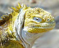 A iguana terrestre das Galápagos, a partir de uma rocha