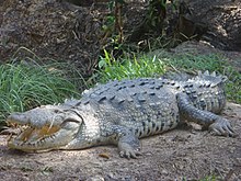 Aikuinen amerikkalainen krokotiili  