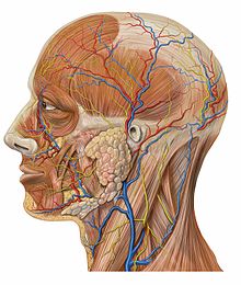 Anatomie van het menselijk hoofd