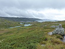 Mosses and lichens on Hardangervidda