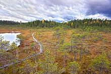 Bog area in Leivonmäki National Park