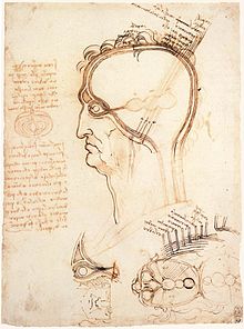 Leonardo da Vinci's sketch of the cerebral ventricles, Codex Windsor, 1489