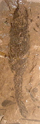 Le strobilus (partie portant les sporanges) du Lépidodendron