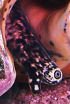 Ochiul unei moluște: scoica regină.  