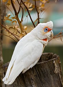 Cockatoo (Cacatua tenuirostris)
