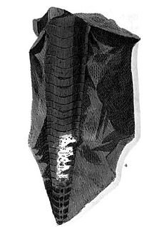Fossil fundet i Black Marble af William Martin af en type, der engang blev anset for at være en krokodillehale  