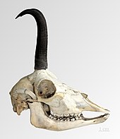 Skull of the Pyrenean chamois (Rupicapra pyrenaica)