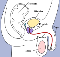 Menselijke mannelijke reproductieve anatomie en omgeving.
