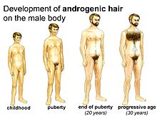 Tässä kuvassa näkyy, miten hiukset kasvavat miehen vartalossa murrosiän aikana ja sen jälkeen.  