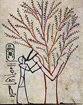 Thutmosis III is suckled by the holy tree (Isched tree)