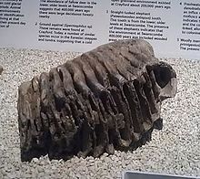 Δόντι μαμούθ που ανασκάφηκε από την περιοχή