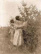 Mandan girls picking berries (Edward S. Curtis, c. 1908)