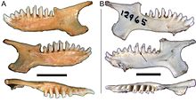 Mandibles of the Congo golden mole rat (Huetia leucorhina; A) and of Arends' golden mole rat (Carpitalpa arendsi; B). The arrow in B indicates the talonid on the fourth premolar in Arends' goldmull, which is present throughout the lower dentition but absent from the premolars and molars in Congo goldmull.