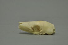 Skull of the white-bellied pangolin (Phataginus tricuspis)