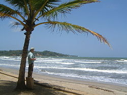 Palmės naudoja vandenį kokosams išskleisti