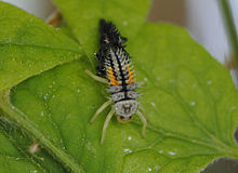 Freshly skinned ladybird larva