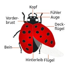 Body structure of the ladybird