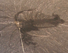 Dit Marrella-exemplaar laat zien hoe helder en gedetailleerd de fossielen uit de Burgess Shale lagerstätte zijn.  