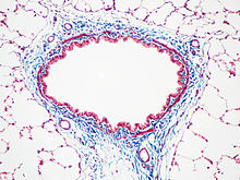 Barvení dýchacích cest potkana Massonovým trichromem. Pojivová tkáň je obarvena modře, jádra jsou obarvena tmavě červeně/fialově a cytoplazma je obarvena červeně/růžově.  