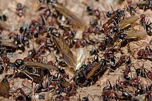 Ninho de formigas comedoras de carne durante a enxameação.