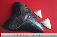 Зъб от мегалодон с два зъба от голяма бяла акула  