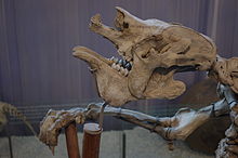Megatherium skull