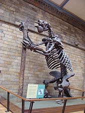 Skeleton reconstruction of M. americanum in the Natural History Museum of London