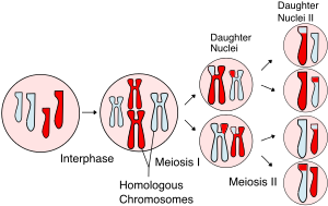 A meiózis eseményei, amelyek kromoszóma-kereszteződést mutatnak