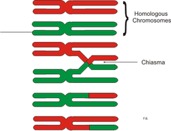 Az átkereszteződés a homológ kromoszómák kromatidái között történik.