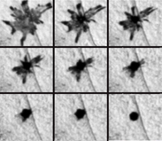 Posamezna melanofora pri zebrici, slikana s časovno-pospeševalno fotografijo med kopičenjem pigmenta