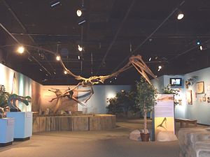Het skelet van een pterosaurus tentoongesteld in het Arizona Museum of Natural History in Mesa Arizona
