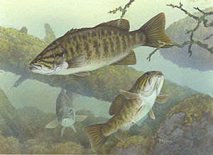 Un gruppo di smallmouth bass