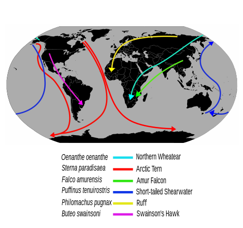 Exemple de rute de migrație a păsărilor pe distanțe lungi  